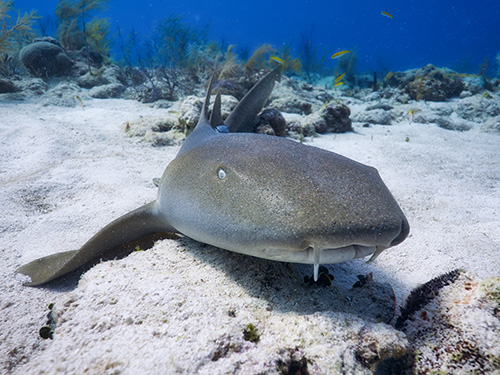 Nurse Shark