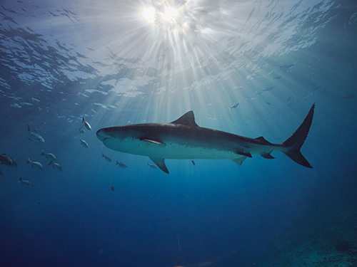 Tiger Shark