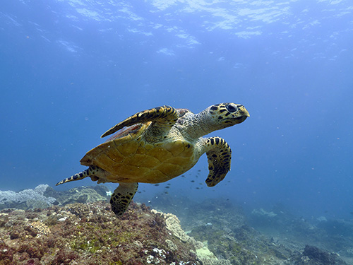 Turtle