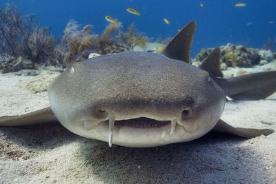 bahamas