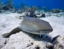 bahamas