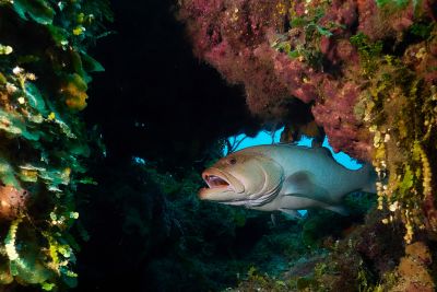 bahamas