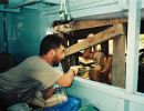 borneo