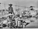 borneo