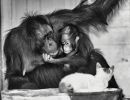 borneo