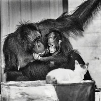 borneo
