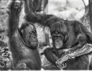 borneo