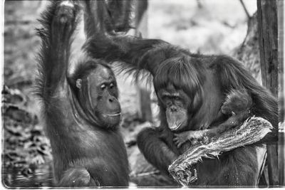 borneo