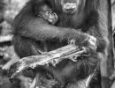 borneo
