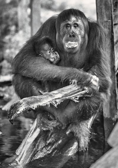 borneo