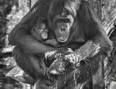 borneo