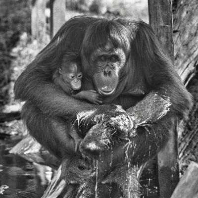 borneo