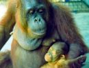 borneo