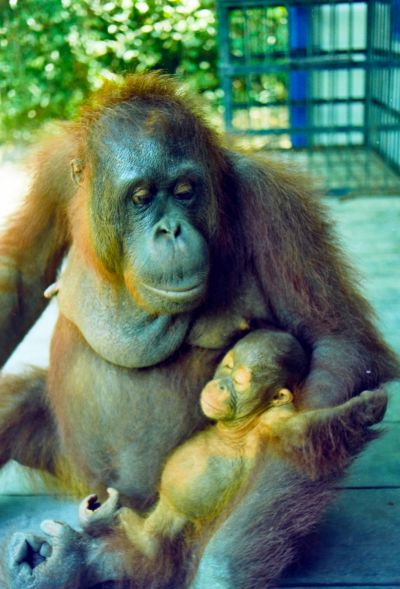 borneo