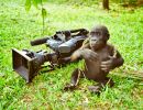 cameroon